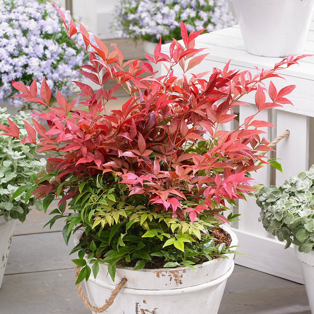 <i>Nandina domestica</i> <b class=small-caps>Obsessed</b> ('Seika') (PBR)