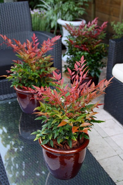 <i>Nandina domestica</i> <b class=small-caps>Obsessed</b> ('Seika') (PBR)