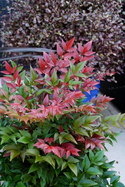 <i>Nandina domestica</i> <b class=small-caps>Obsessed</b> ('Seika') (PBR)