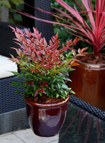 <i>Nandina domestica</i> <b class=small-caps>Obsessed</b> ('Seika') (PBR)