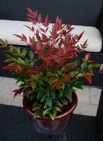 <i>Nandina domestica</i> <b class=small-caps>Obsessed</b> ('Seika') (PBR)
