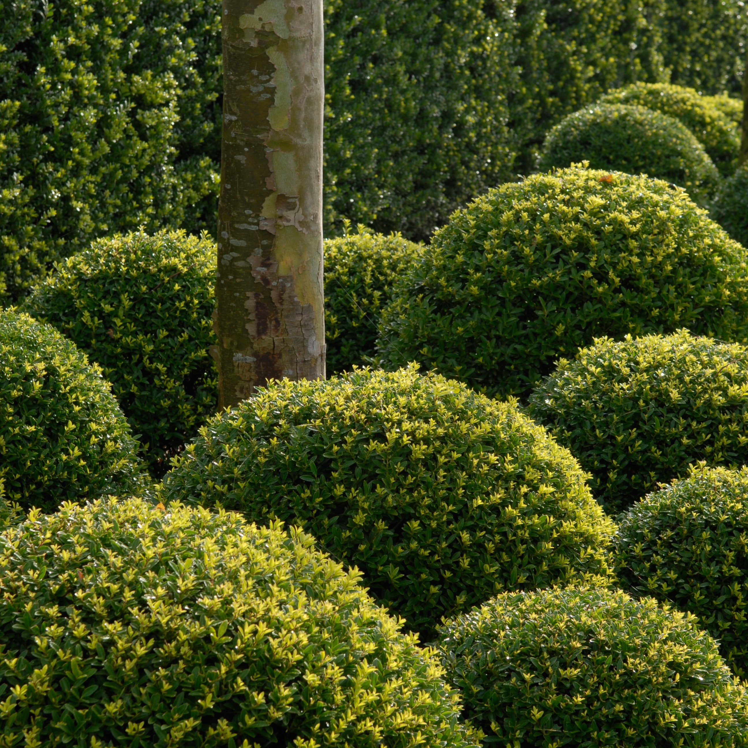 <i>Ilex crenata</i> <b class=small-caps>Dark Green</b> ('Icoprins11') (PBR)