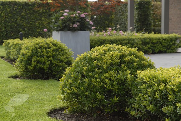 <i>Ilex crenata</i> <b class=small-caps>Dark Green</b> ('Icoprins11') (PBR)