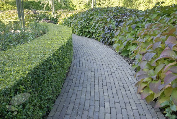 <i>Ilex crenata</i> <b class=small-caps>Dark Green</b> ('Icoprins11') (PBR)