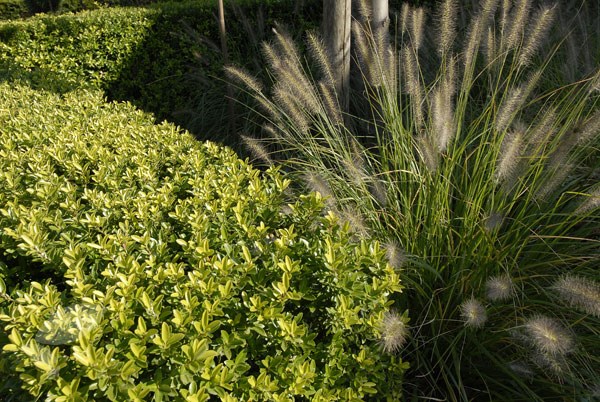 <i>Ilex crenata</i> <b class=small-caps>Dark Green</b> ('Icoprins11') (PBR)