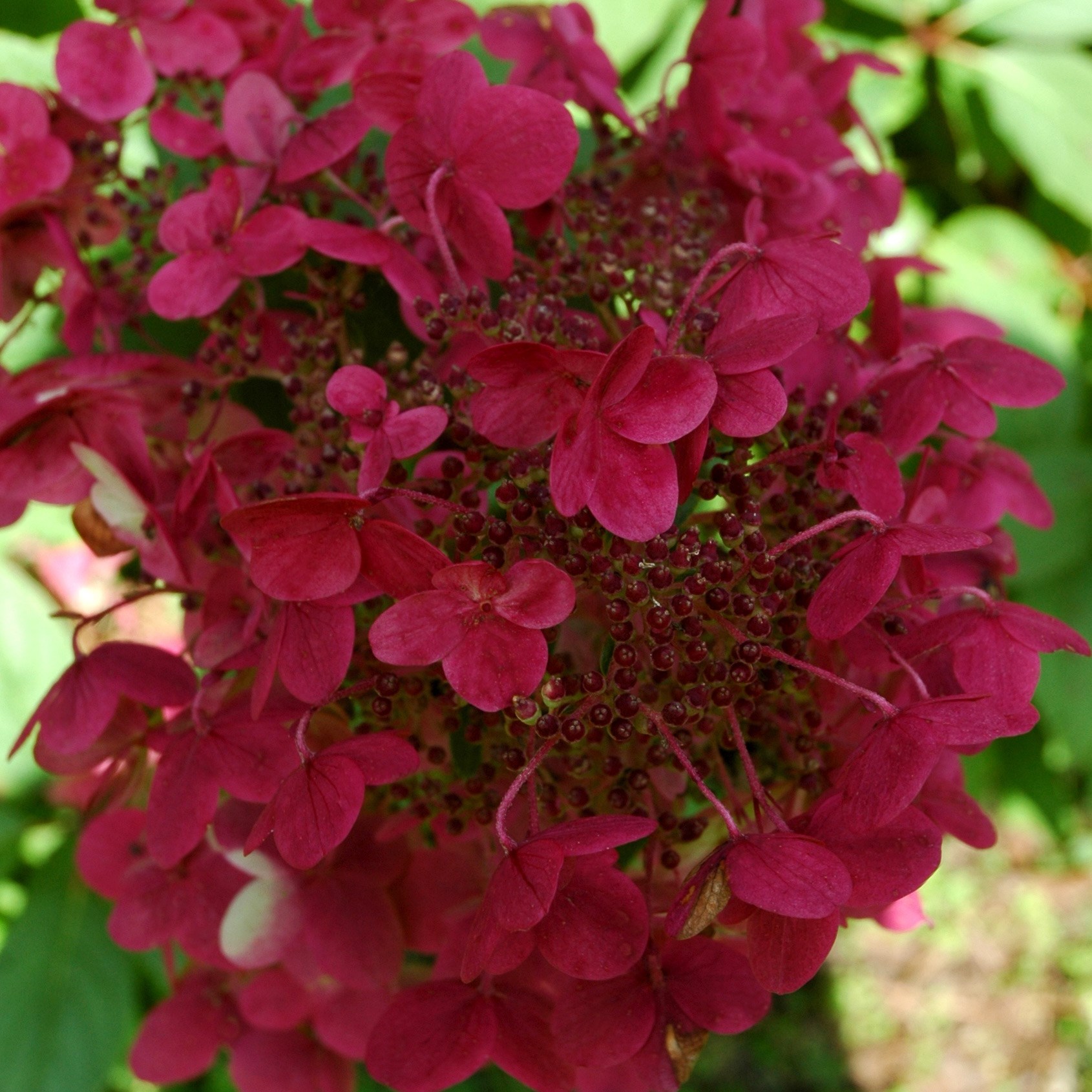 <i> Hydrangea paniculata</i> 'Wim's Red' (PBR)