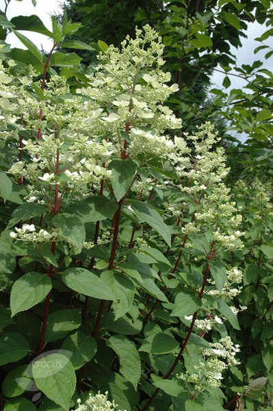 <i> Hydrangea paniculata</i> 'Wim's Red' (PBR)