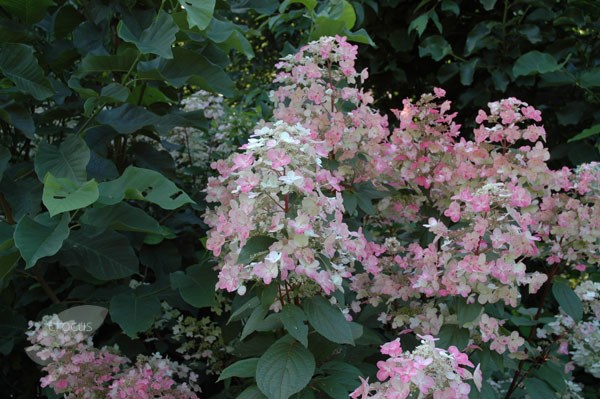 <i> Hydrangea paniculata</i> 'Wim's Red' (PBR)