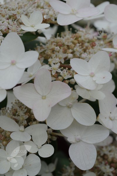 <i> Hydrangea paniculata</i> 'Wim's Red' (PBR)