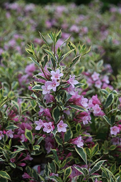 <i>Weigela florida</i> <b class=small-caps>Magical Rainbow</b> ('Kolmagira') (PBR)