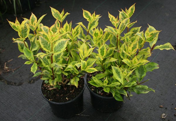 <i>Weigela florida</i> <b class=small-caps>Magical Rainbow</b> ('Kolmagira') (PBR)