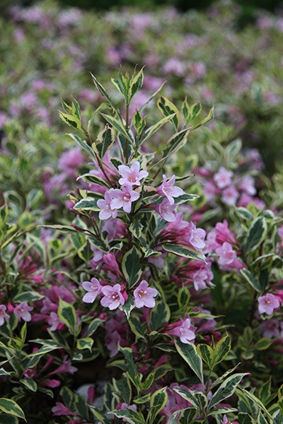 <i>Weigela florida</i> <b class=small-caps>Magical Rainbow</b> ('Kolmagira') (PBR)