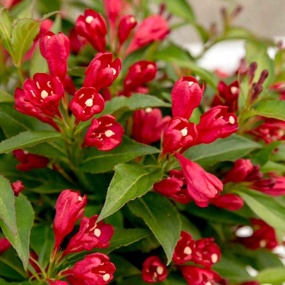 <i>Weigela</i> <b class=small-caps>All Summer Red</b> ('Slingco1') (PBR) (All Summer Series)