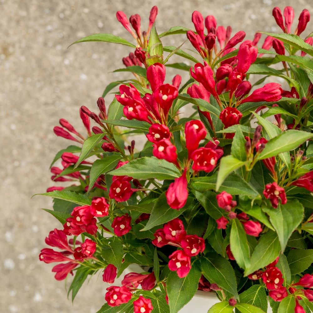 <i>Weigela</i> <b class=small-caps>All Summer Red</b> ('Slingco1') (PBR) (All Summer Series)