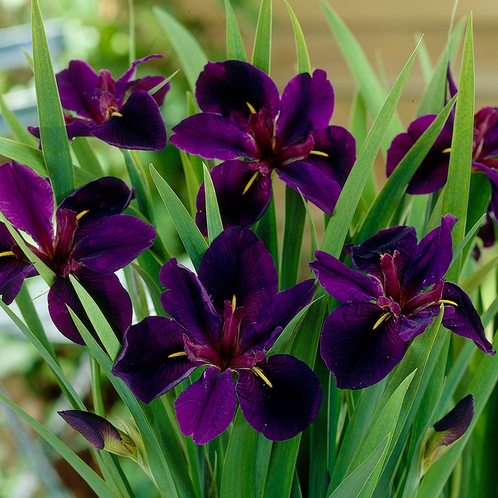 <i>Iris</i> 'Black Gamecock'