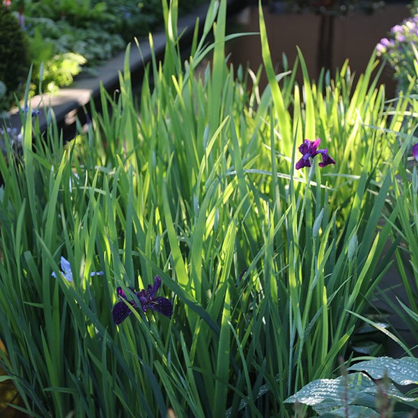 <i>Iris</i> 'Black Gamecock'
