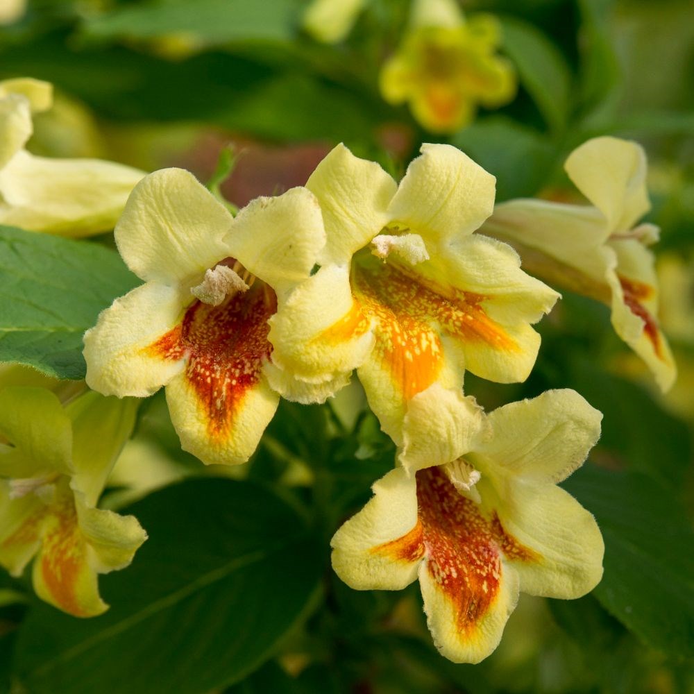 <i>Weigela middendorffiana</i> 'Mango'