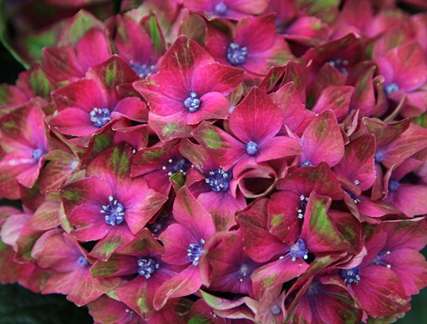 <i>Hydrangea macrophylla</i> <b class=small-caps>Glam Rock</b> ('Horwack') (PBR)