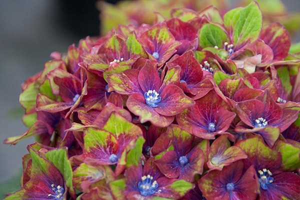<i>Hydrangea macrophylla</i> <b class=small-caps>Glam Rock</b> ('Horwack') (PBR)