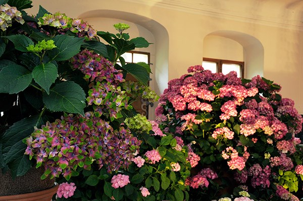 <i>Hydrangea macrophylla</i> <b class=small-caps>Glam Rock</b> ('Horwack') (PBR)