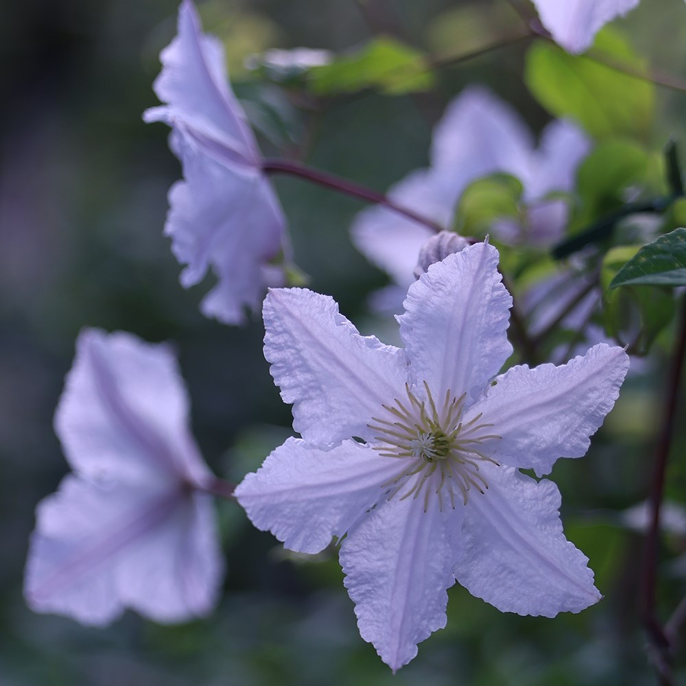 <i>Clematis</i> 'Prince George'
