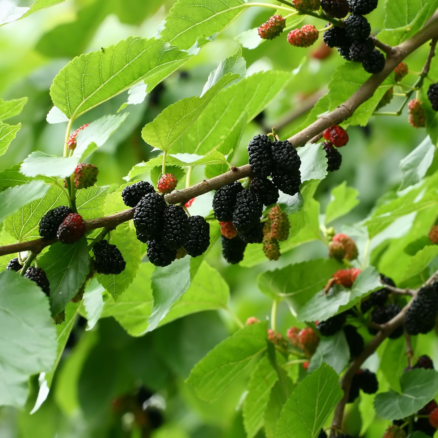 mulberry 'Wellington'