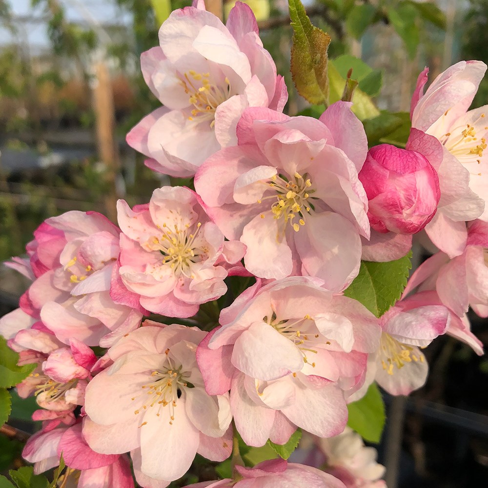 <i>Malus</i> 'Pink Perfection'