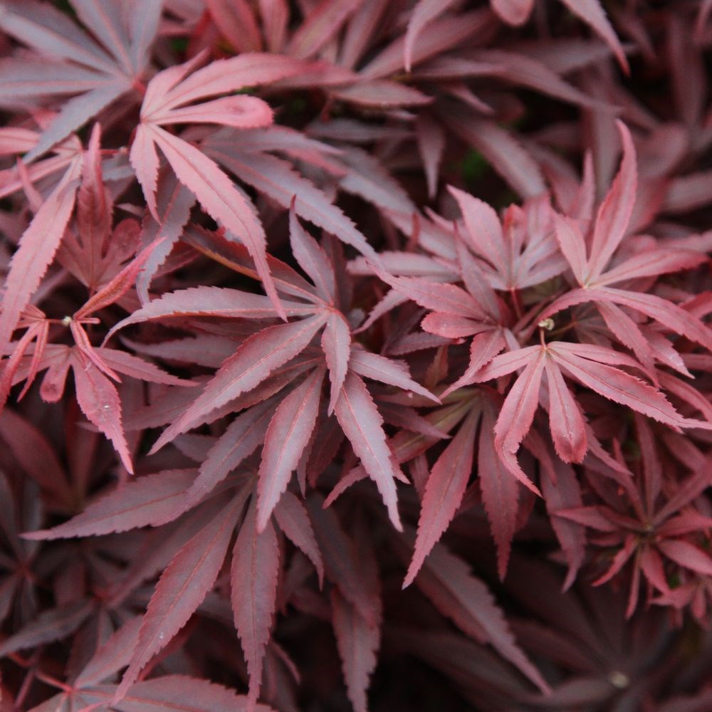 <i>Acer palmatum</i> 'Shaina'