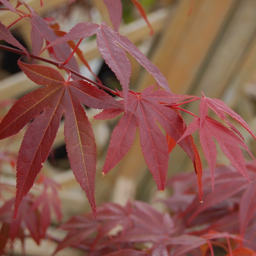 <i>Acer palmatum</i> 'Shaina'