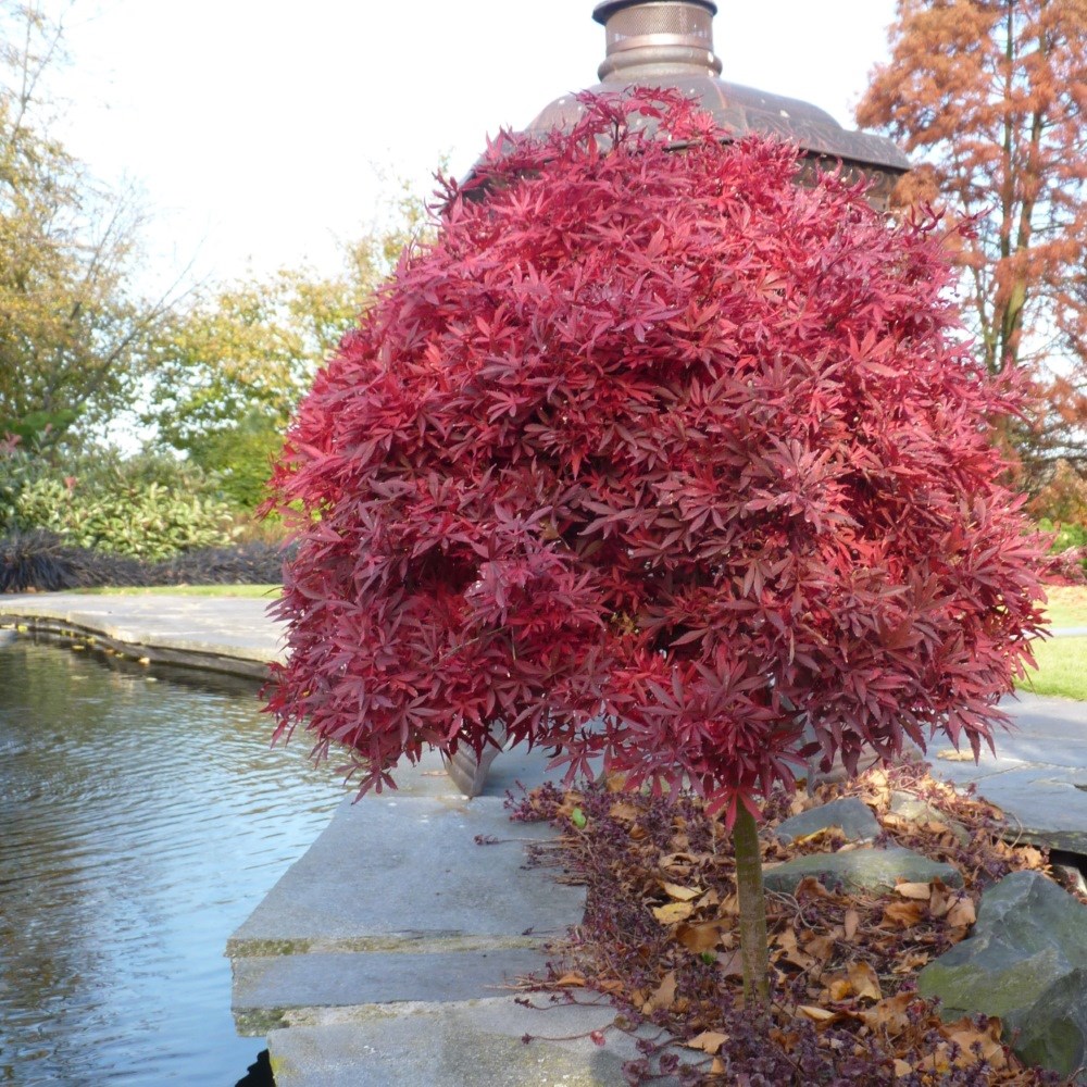 <i>Acer palmatum</i> 'Shaina'