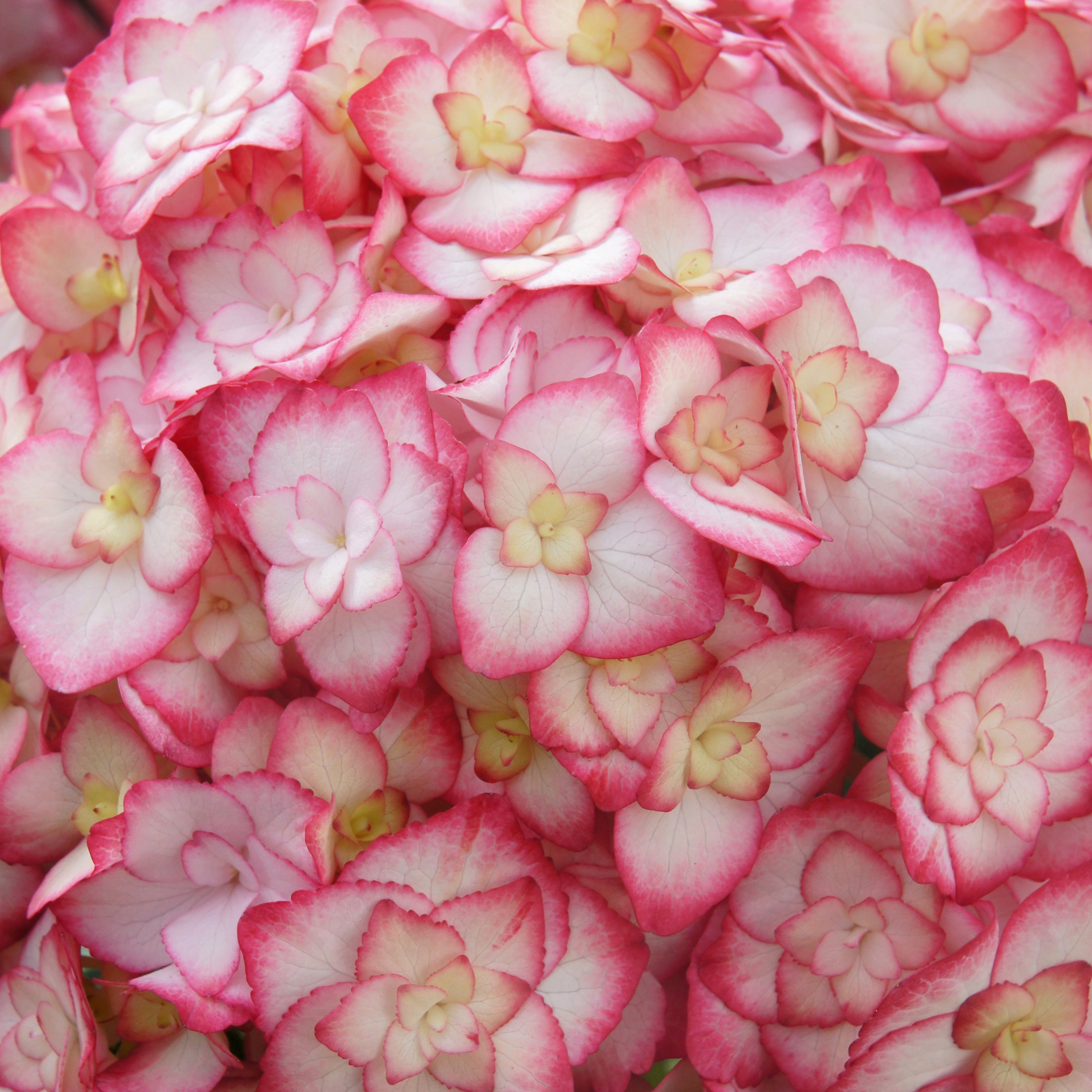 <i>Hydrangea</i> <b class=small-caps>Miss Saori</b> ('H2002') (PBR)