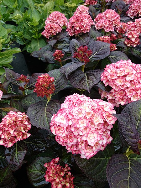 <i>Hydrangea</i> <b class=small-caps>Miss Saori</b> ('H2002') (PBR)