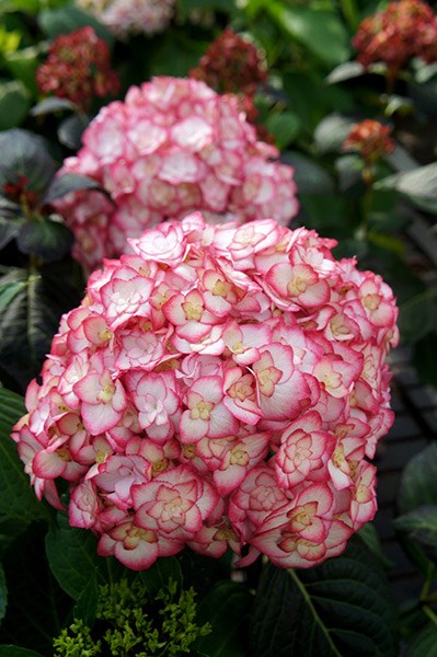 <i>Hydrangea</i> <b class=small-caps>Miss Saori</b> ('H2002') (PBR)