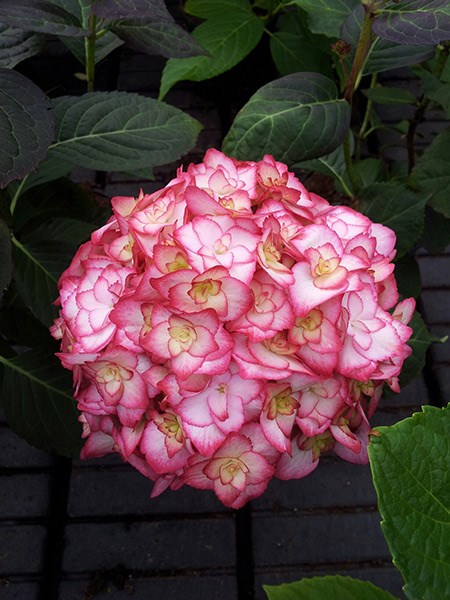<i>Hydrangea</i> <b class=small-caps>Miss Saori</b> ('H2002') (PBR)