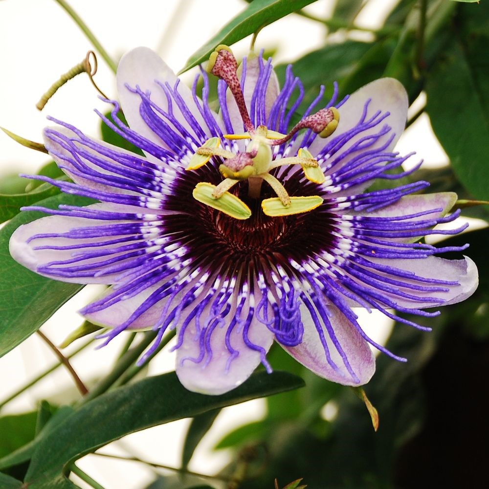 <i>Passiflora</i> 'Purple Haze'