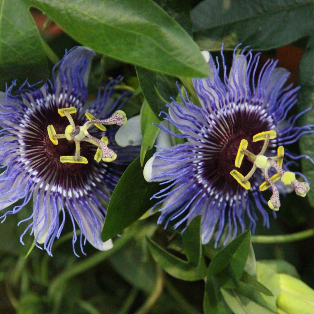 <i>Passiflora</i> 'Purple Haze'