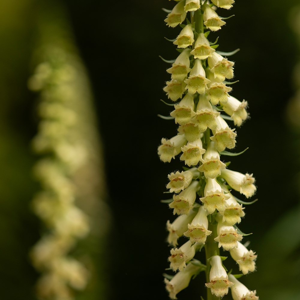 <i>Digitalis lutea</i> 