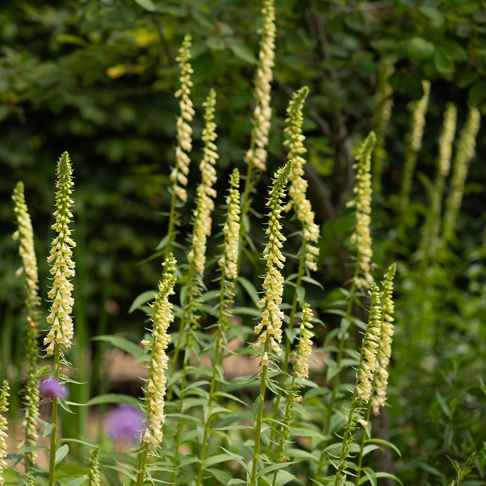<i>Digitalis lutea</i> 