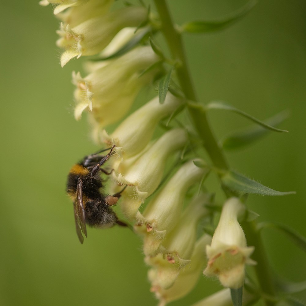 <i>Digitalis lutea</i> 
