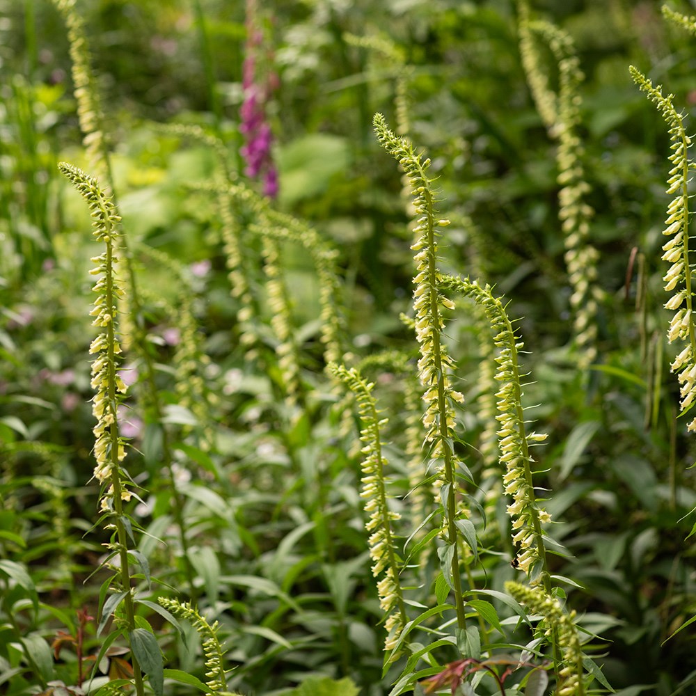 <i>Digitalis lutea</i> 
