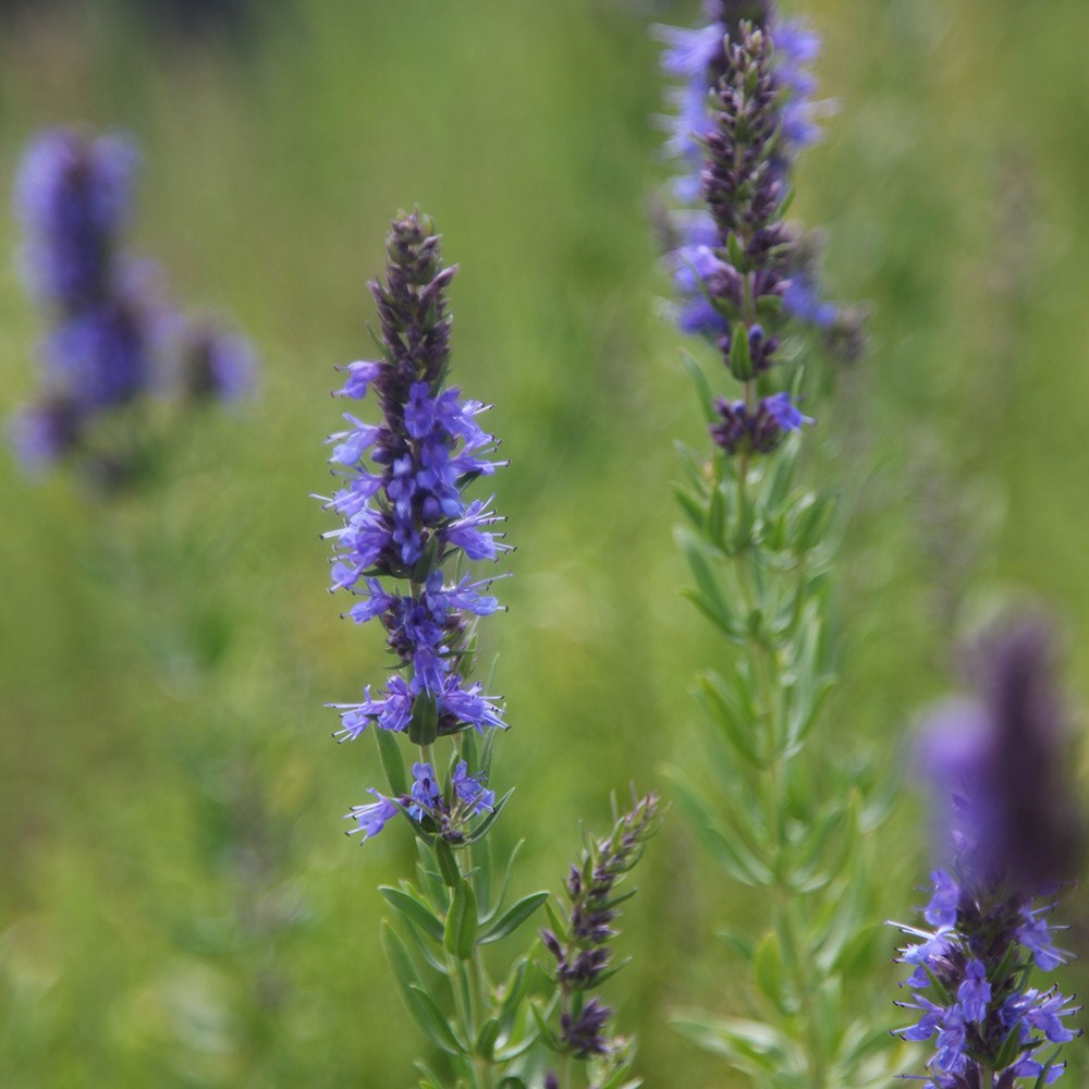 hyssop