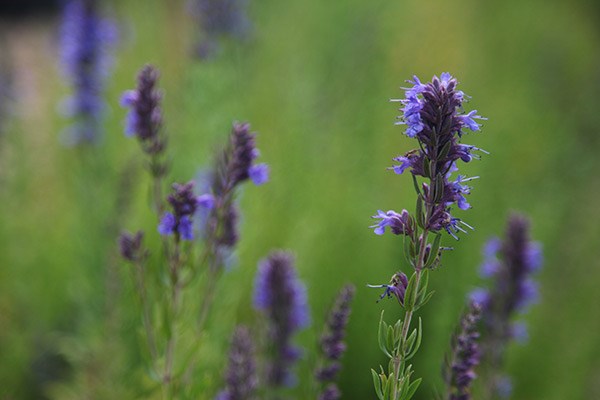 hyssop