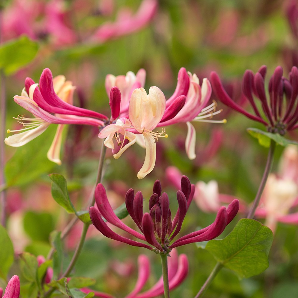 <i>Lonicera periclymenum</i> 'Rhubarb and Custard' ®