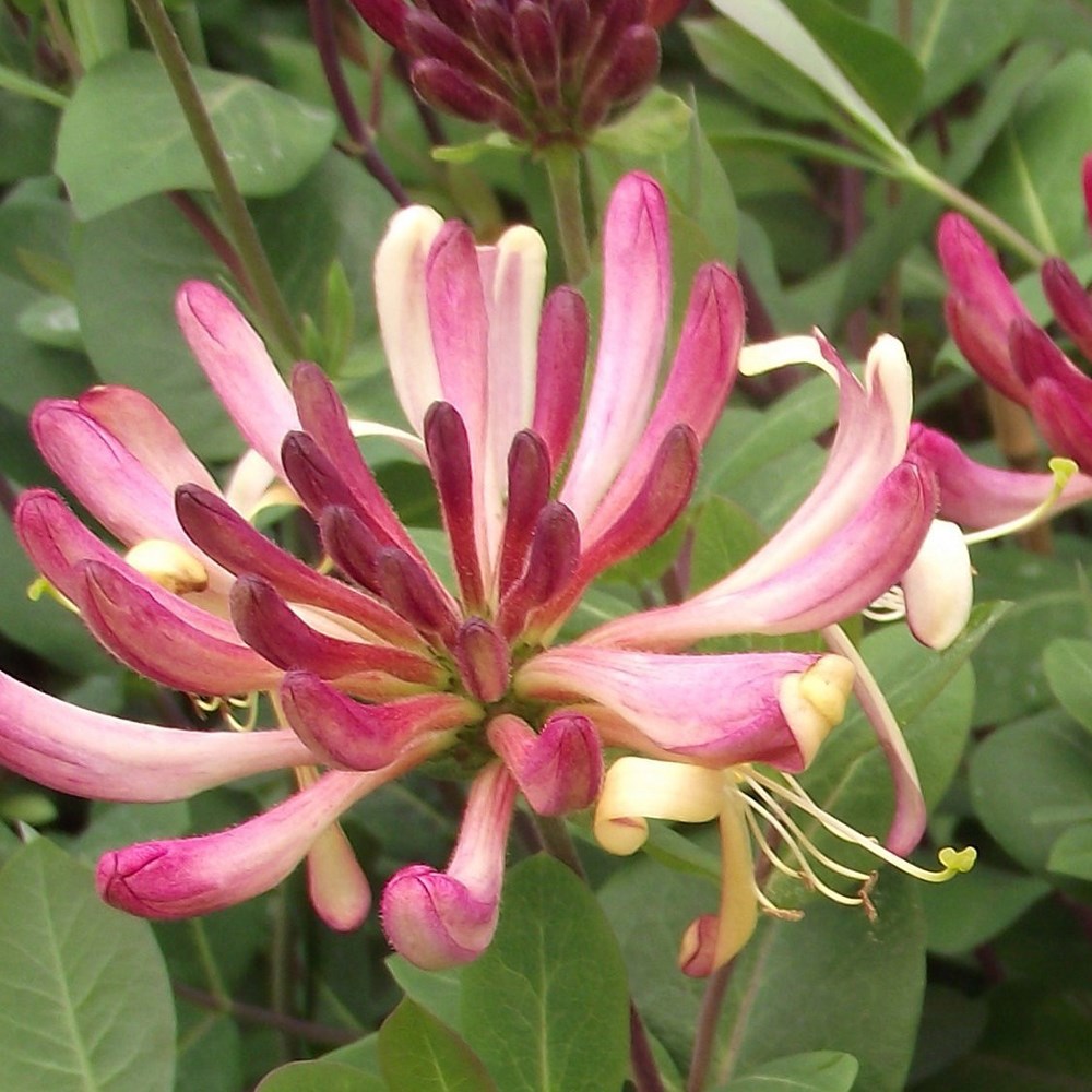 <i>Lonicera periclymenum</i> 'Rhubarb and Custard' ®
