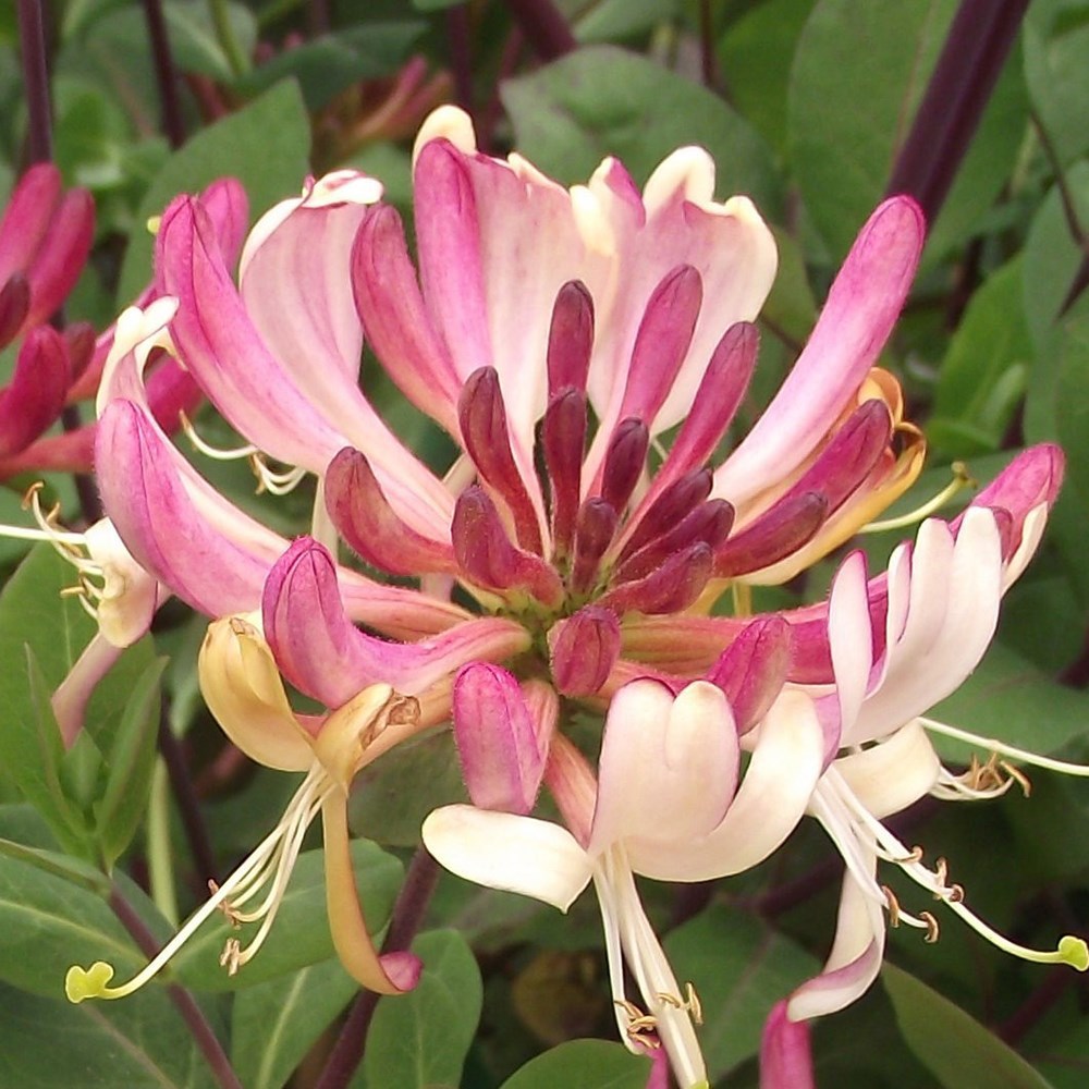 <i>Lonicera periclymenum</i> 'Rhubarb and Custard' ®