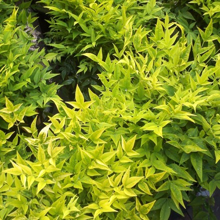 Nandina domestica Magical Lemon and Lime ('Lemlim') (PBR)