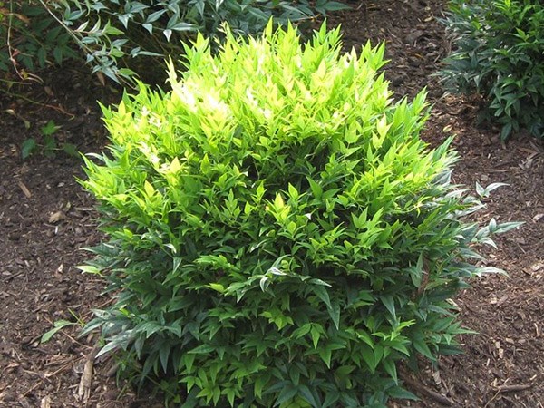 <i>Nandina domestica</i> <b class=small-caps>Magical Lemon and Lime</b> ('Lemlim') (PBR)