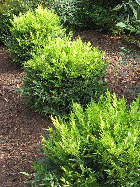 <i>Nandina domestica</i> <b class=small-caps>Magical Lemon and Lime</b> ('Lemlim') (PBR)