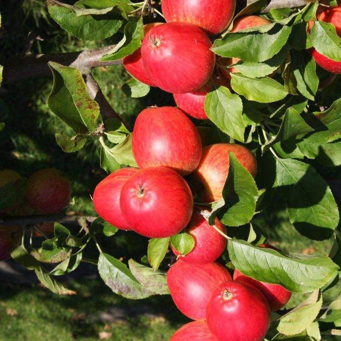 apple 'Little Pax'