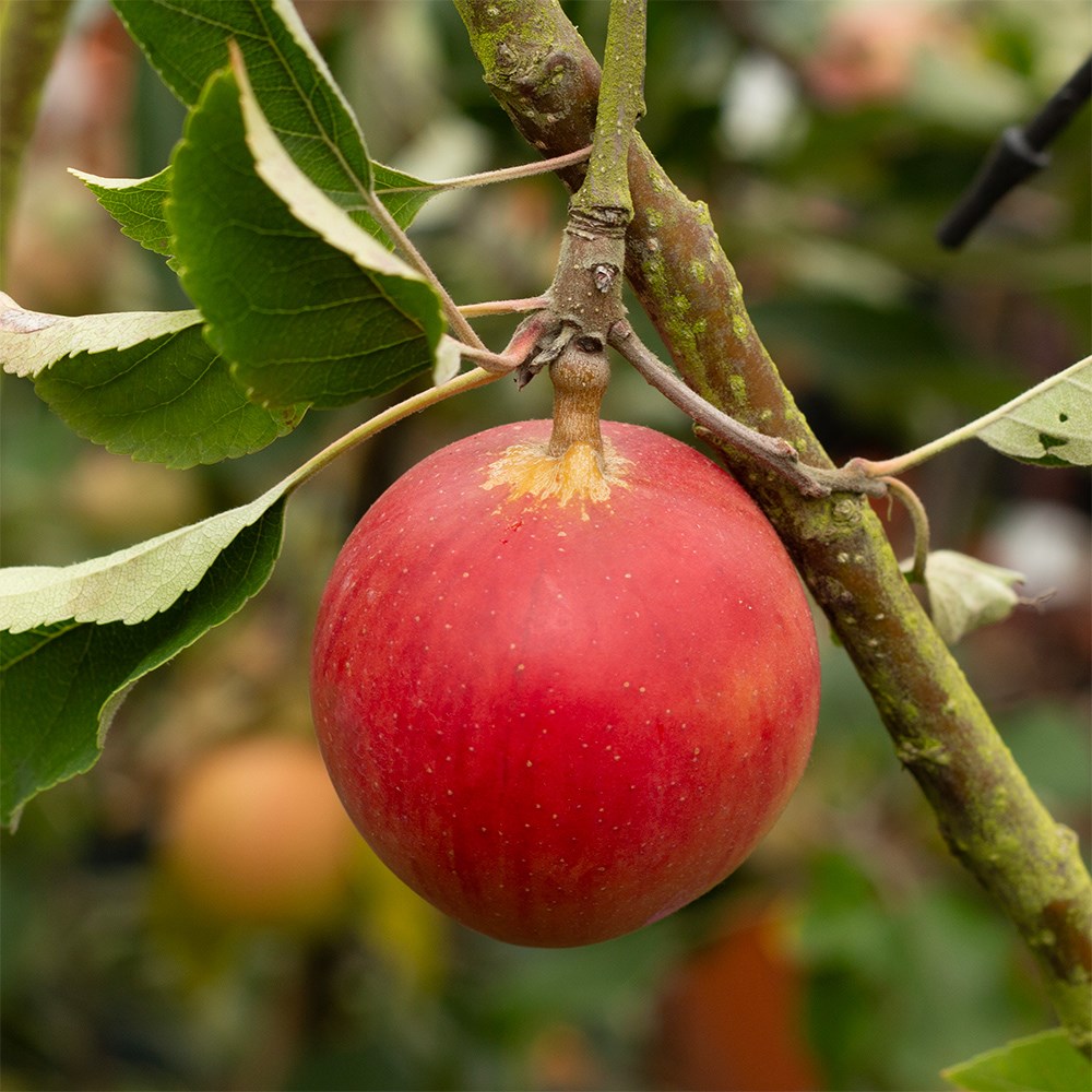 apple 'Little Pax'